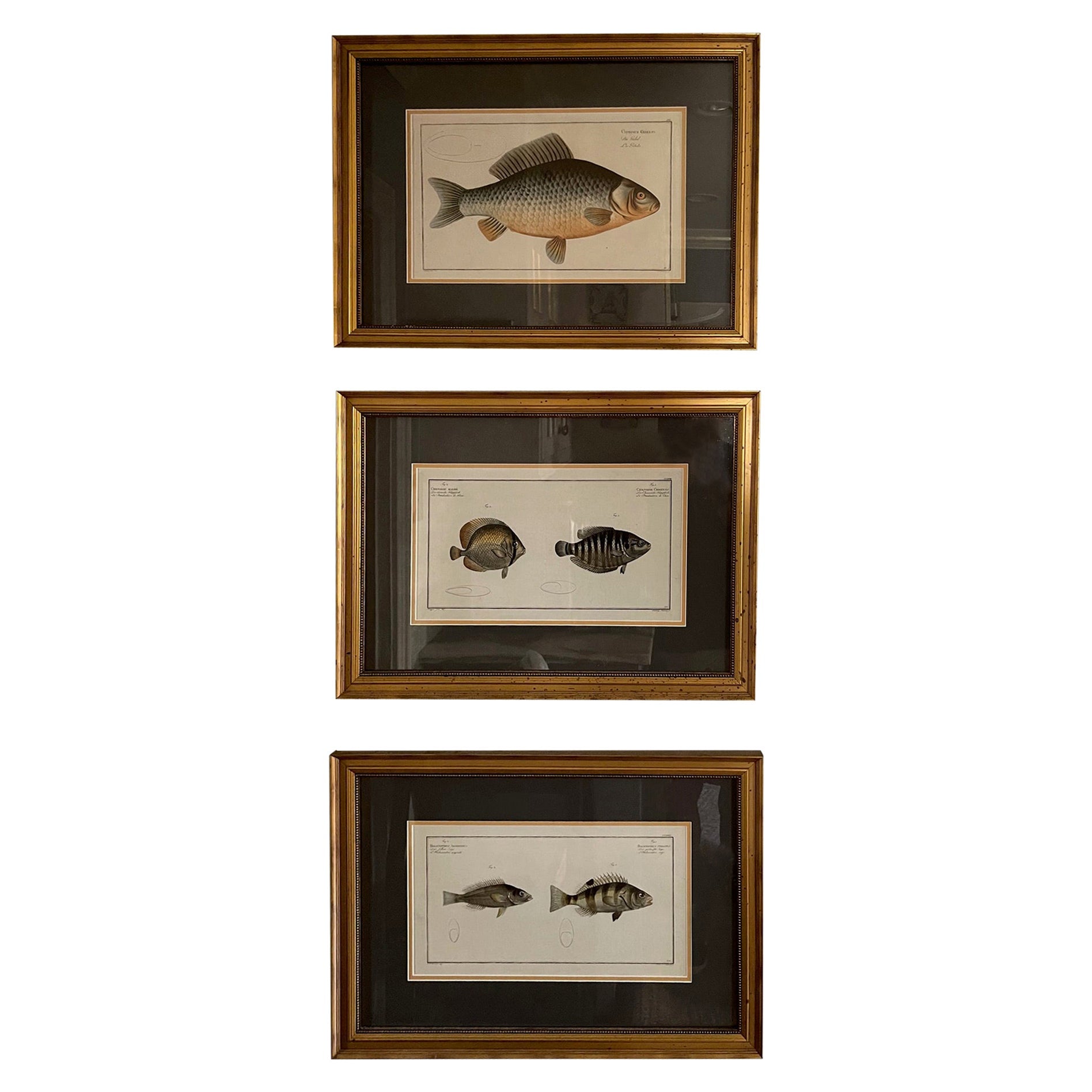 Set of Three Zoological Copper Etchings Depicting Anatomy of Fish, 18th Century